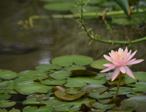 Botanico3