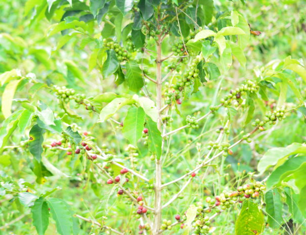 Finca Cafetera1