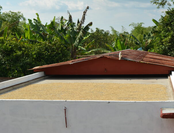 Finca Cafetera4