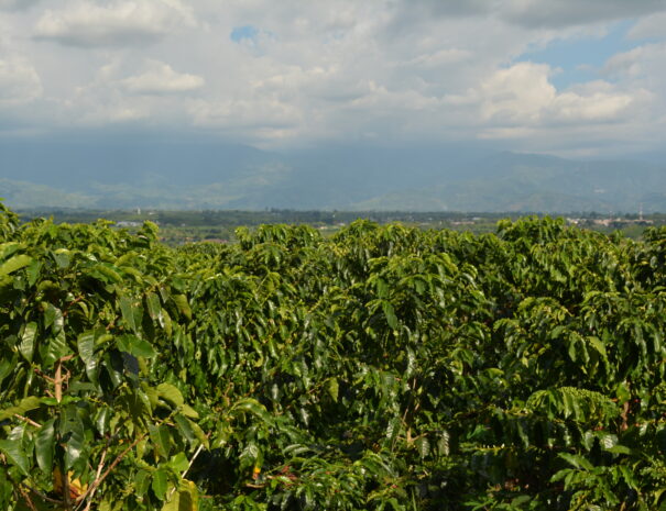 Finca Cafetera6