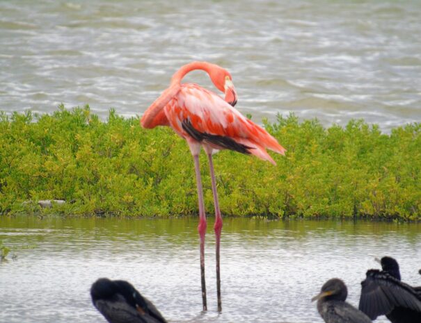 Flamencos1