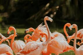 Parque santuario de los flamencos