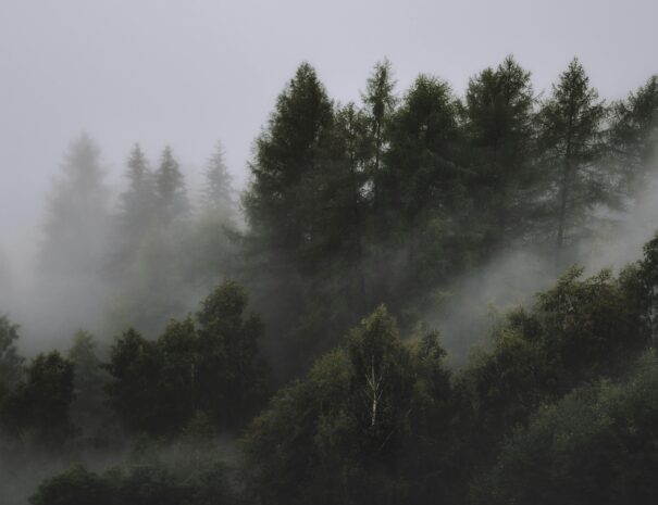 FogForest1