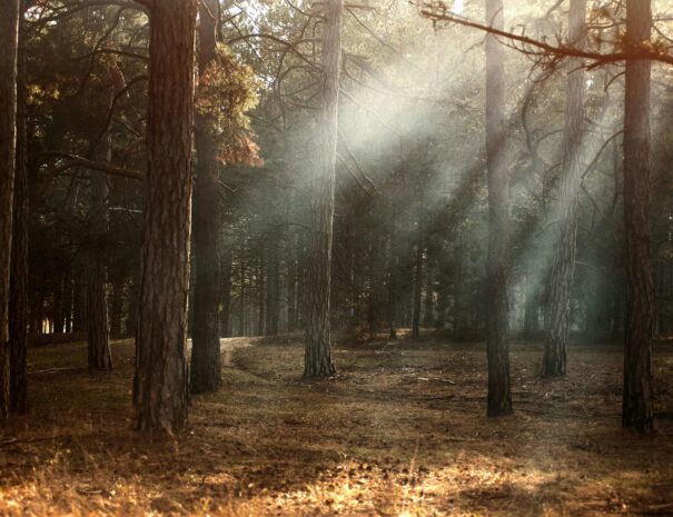 FogForest2