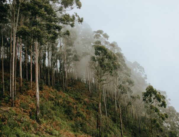 FogForest3