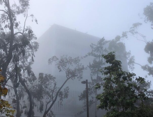 FogForest6
