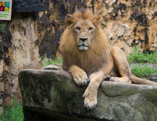 Zoo3