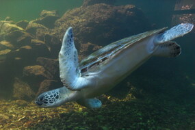 Acuario Mundo Marino y Playa Blanca SANTA MARTA