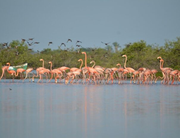 flamencos2