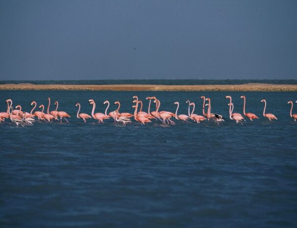 flamencos3