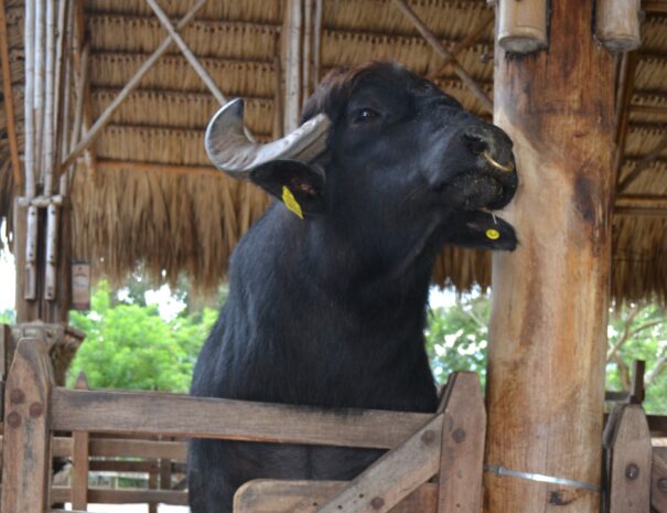 panaca3