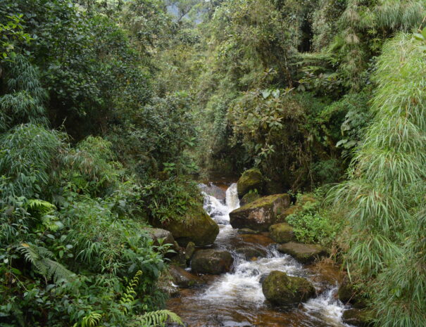 chorrera6