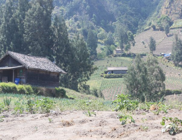 Seruni Point village atmosphere around Mount Bromo, Bromo Tengger Semeru National Park, East Java Province, Indonesia