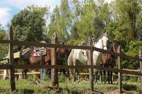 Spring Mill Cavalcade