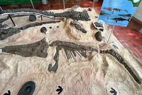 Museum Cavalcade