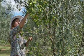 Olivanto Orchard