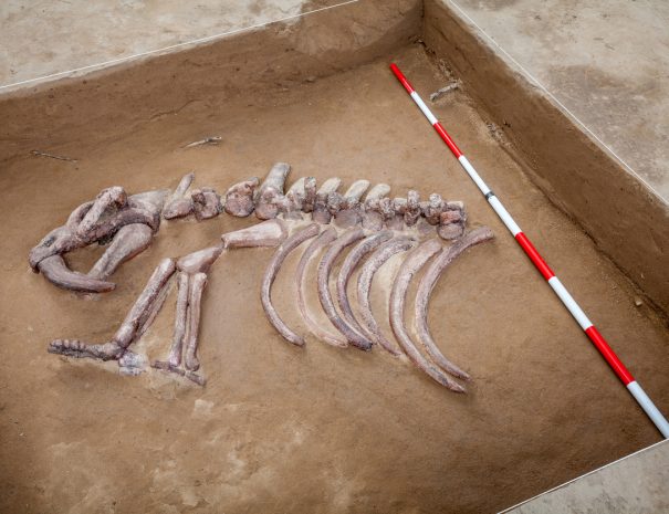 dinosaur fossil exibition in the museum