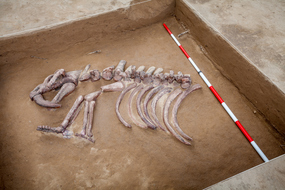 Fossil Museum - Private with tickets