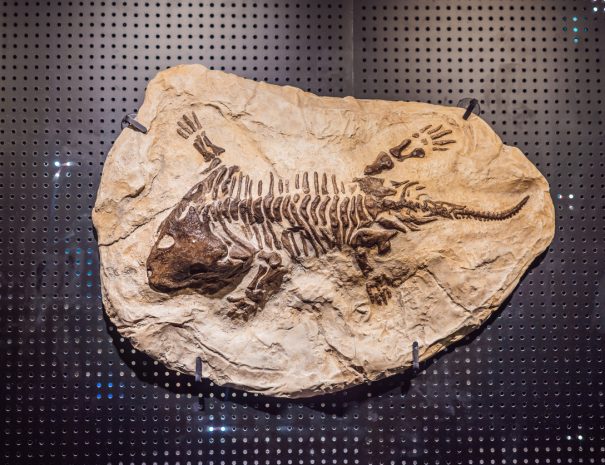 Old dinosaur skeleton on a black background. Tyrannosaurus Rex skeleton.