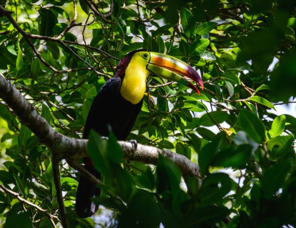 Wild Keel-billed toucan, Ramphastos sulfuratus, sitting in tree in Campeche, Mexico, in the sun dappled undergrowth