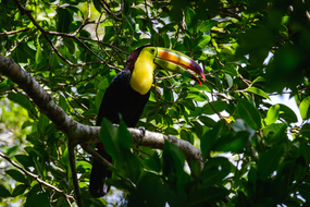 Los Tucanes Nature Reserve