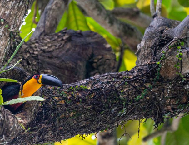 Wild red-breasted toucan  in the Tijuca National Park in Rio De Janeiro,  Brazil, South America