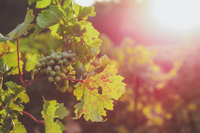 Vineyard in the area