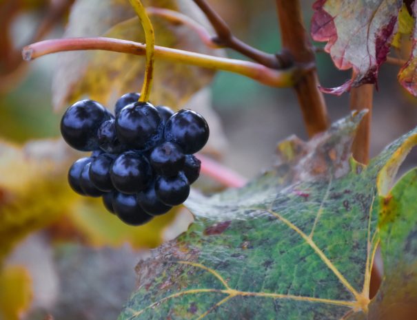 macro view details of grapes vineyards in autumn in la rioja, spain