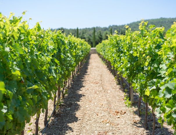 Wineyard